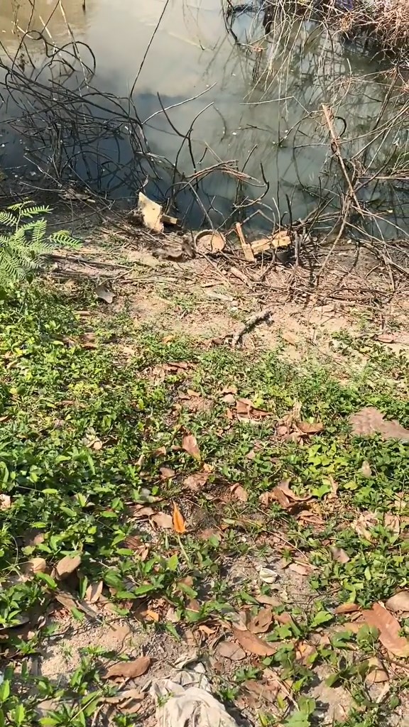 ตกปลากแก้ มส